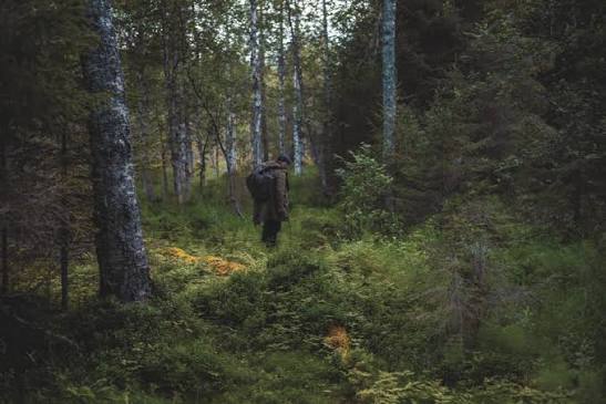 In photo a man is hiking in a dense forest, which is located near Aalistunturi in Kolari, Finland.